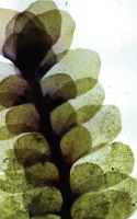Natural:History (a fable of progress)